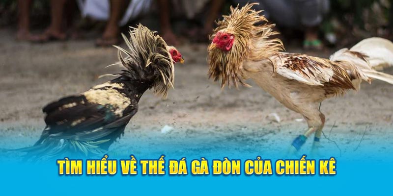 Tìm hiểu về thế đá gà đòn của chiến kê